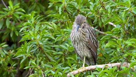 a cute juvenile black-crowned night heron falling asleep while standing on a tree