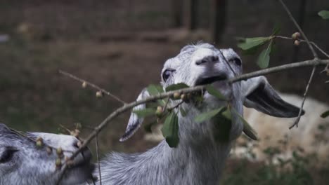 close up anglo-nubian eating leaf from branch