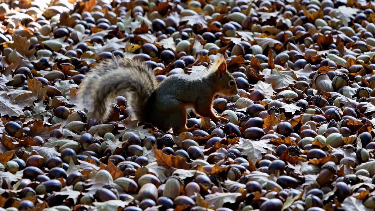 Low-angle video shot of a squirrel among fallen leaves and acorns, capturing an autumnal scene