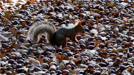 Low-angle video shot of a squirrel among fallen leaves and acorns, capturing an autumnal scene