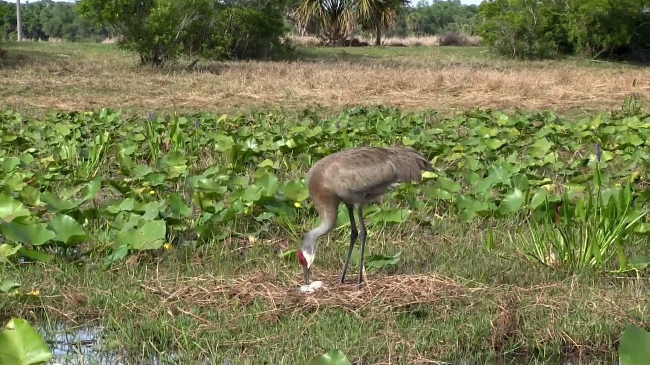 una grulla canadiense deambula por un campo