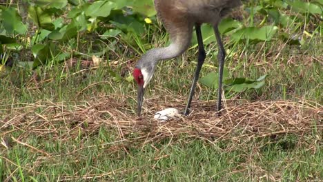 A-sandhill-crane-wanders-in-a-field