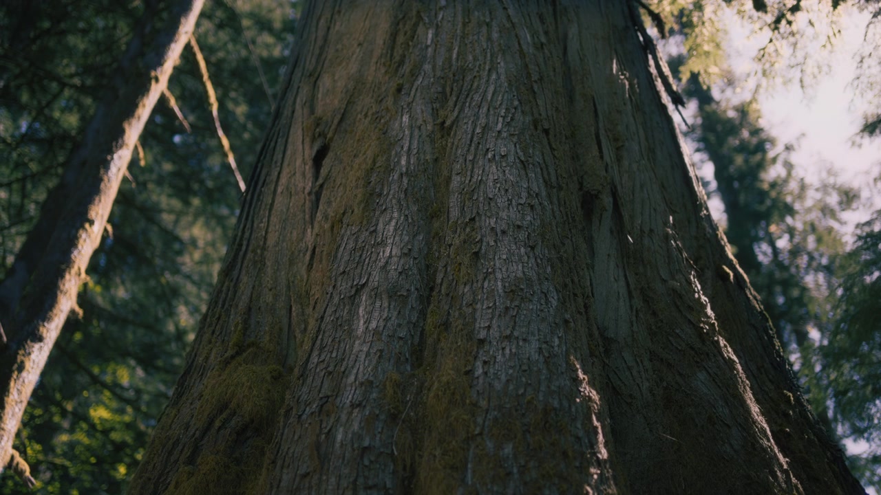 Primo piano di un grande tronco di pino in una foresta.