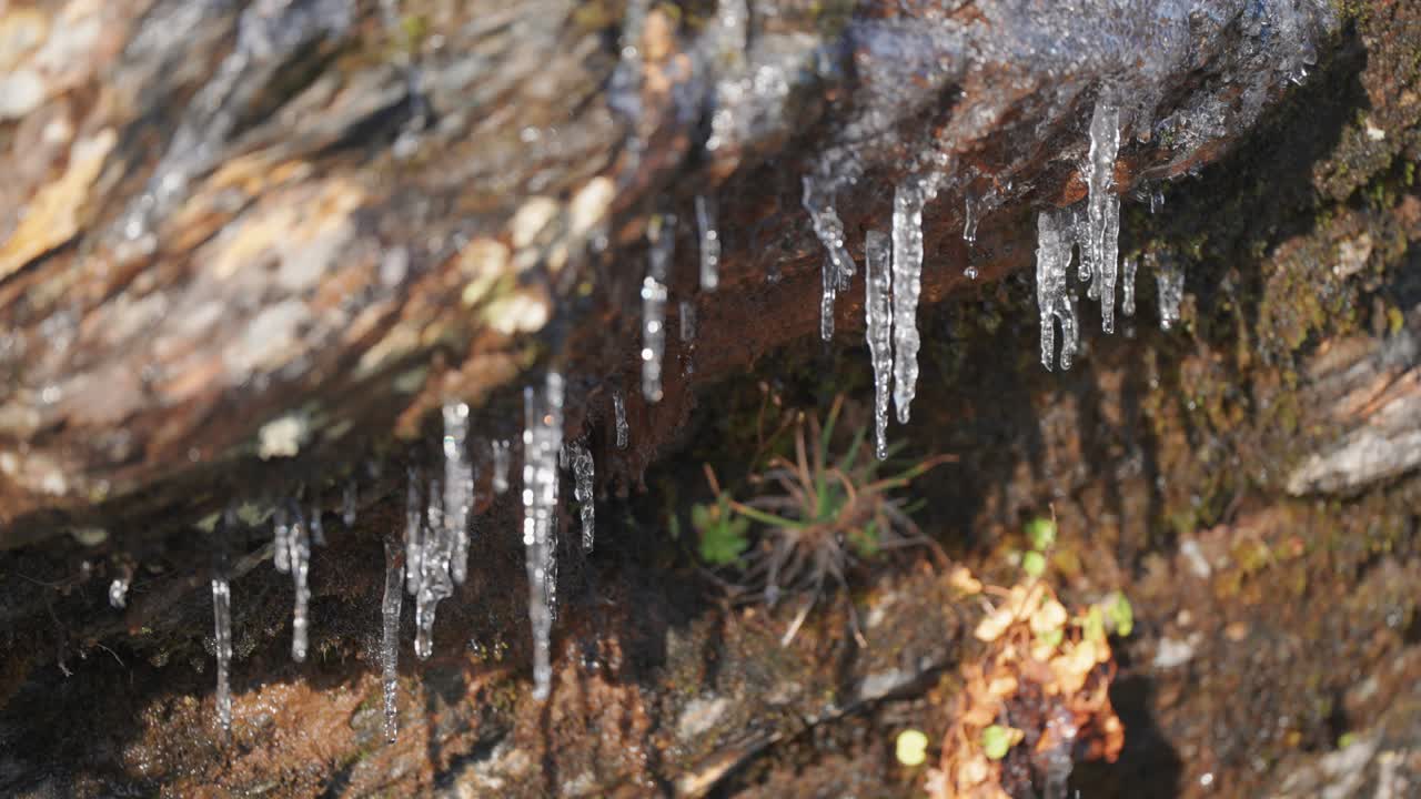 Água de degelo escorre lentamente do filigrana de pingentes de gelo nas rochas escuras cobertas de musgo