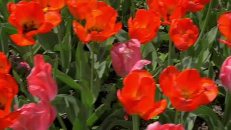 en el campo de los tulipanes rojos