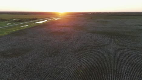 Eine-Atemberaubende-Luftaufnahme-Nach-Rechts-über-Ein-Baumwollfeld-Bei-Sonnenuntergang,-Die-Die-Ruhige-Schönheit-Der-Landschaft-Einfängt