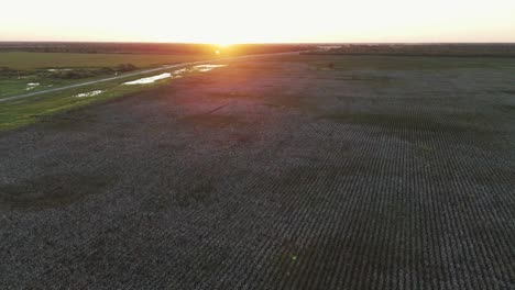 a breathtaking aerial pan to the right over a cotton field at sunset, capturing the serene beauty of the landscape