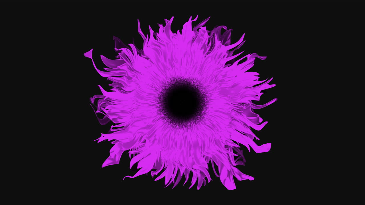 Fiore viola con centro nero su sfondo nero.