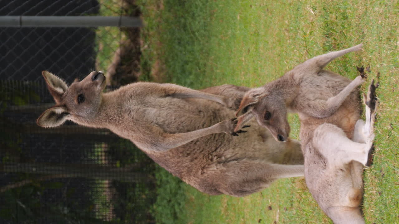 Tall red Kangaroos in a field alert and observant - vertical orientation