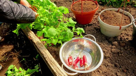 harvesting beautiful large radishes in the vegetable garden