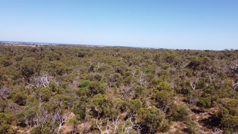 Pan-Left-View-Over-Bushland-With-Ocean-In-Background,-Joondalup,-Perth-Australia