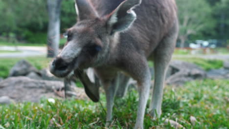 wallaby australiano rascándose la cara mientras está de pie en el paisaje del prado