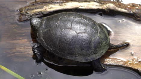 european pond turtle resting motionless on partially submerged log surrounded by shimmering sunlight reflections in water