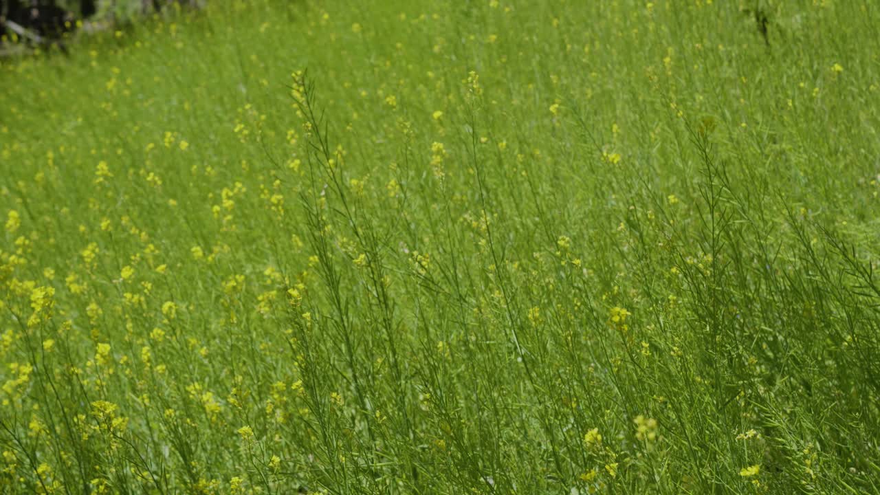 Yellow blooming mustard field. Rapeseed in the agricultural field, close up. Blooming rapeseed field. mustardseed is grown for the production of animal feeds, vegetable oils, and biodiesel