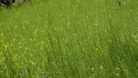 yellow blooming mustard field. rapeseed in the agricultural field, close up. blooming rapeseed field. mustardseed is grown for the production of animal feeds, vegetable oils, and biodiesel