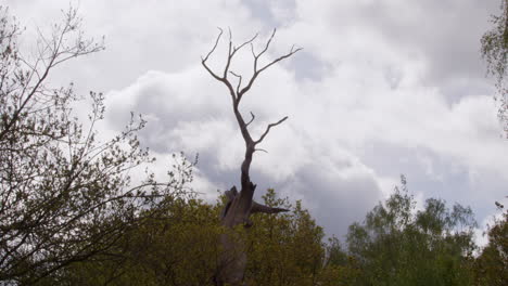 wide shot of the stag tree at sherwood forest
