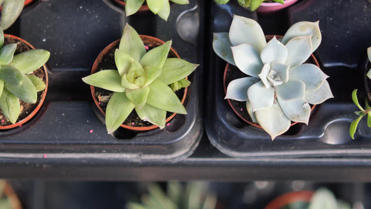様々な多肉植物の鉢植えを俯瞰で見る。