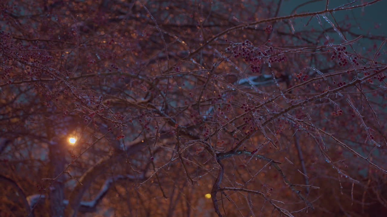 얼음으로 인 나무 가지는 황금빛으로 빛나는 활기찬 은 열매로 장식되어 있습니다. 대조적인 색과 부드러운 흐릿한 배경으로 반이는 겨울 장면을 만니다.