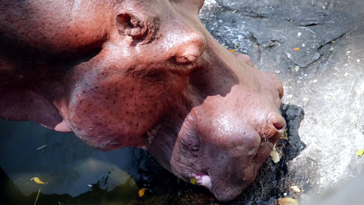 Close-Up of a Hippopotamus Eating and Drinking in a Pond in Captivity at the Chiang Mai Zoo in Chiang Mai, Thailand