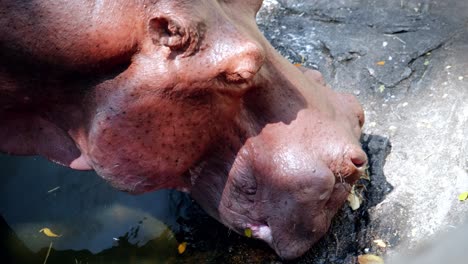 close-up of a hippopotamus eating and drinking in a pond in captivity at the chiang mai zoo in chiang mai, thailand