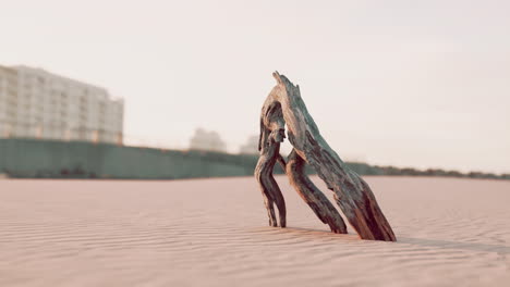 un pedazo de una vieja raíz está tendido en la arena de la playa