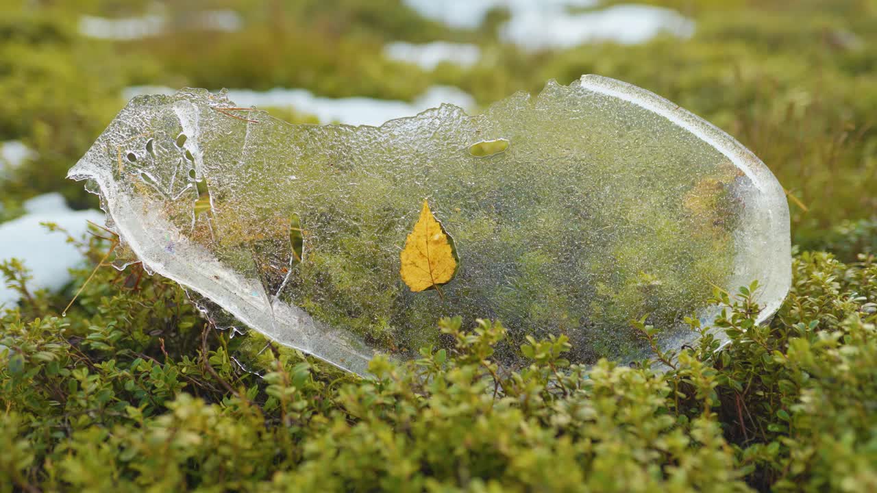 Autumn leaf frozen inside an ice cube. Leaf gently blowing in the wind.