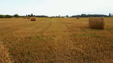 el campo con rollos de heno