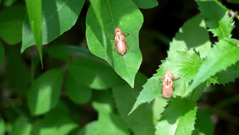 discarded nymph exoskeletons of brood x cicadas on plant leaves