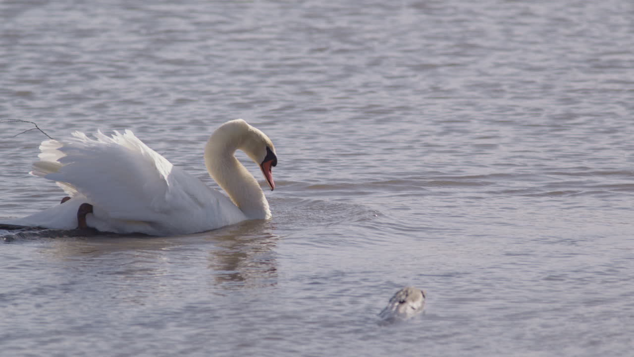 Male swans displays full plumage during the spring mating season shot in super slow mo