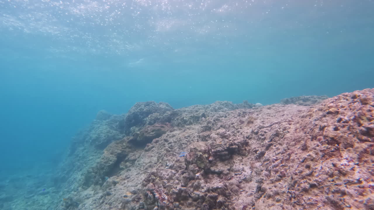 Cinematic slow motion shot of corals underwater tilt up in 4K on a bright and sunny day in clear waters