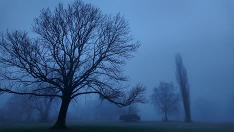 eerie dawn with bare trees in glarus mist