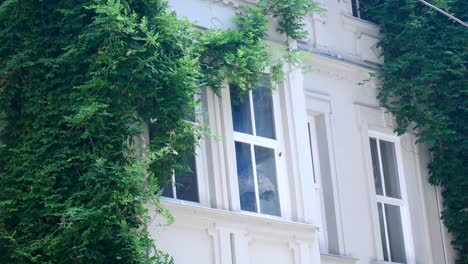 white building with green ivy covering the walls