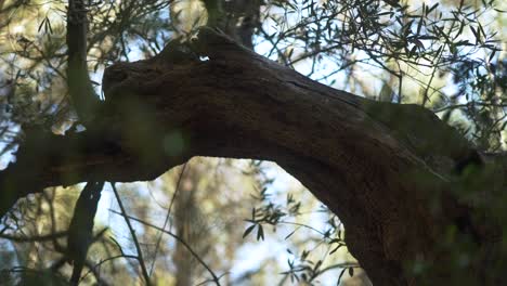 Enchanting forests, beautiful woodland plant life in spring, closeup rack focus