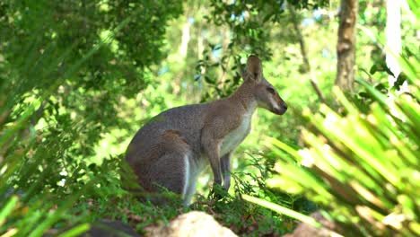 el wallaby de cuello rojo