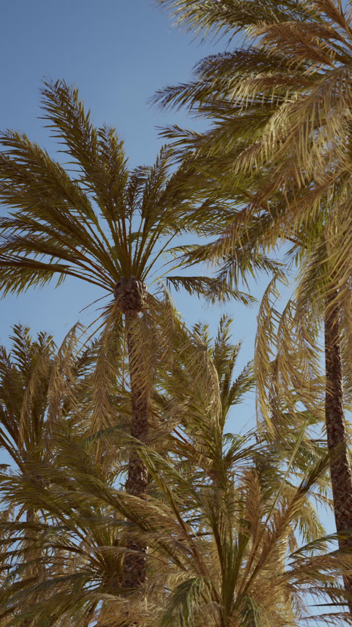 View of the palm trees passing by under blue skies