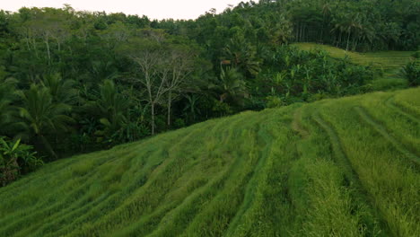 Aerial-View-Of-Young-Rice-Plants-Growing-On-Rice-Terraces-In-Bali,-Indonesia