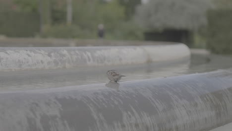 close up of a bird sitting and drinking on a fountain in slowmotion log