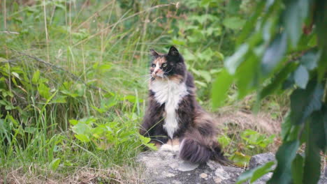 gato acostado y buscando pájaros o ratones