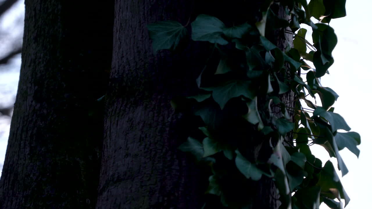 el tronco del árbol está cubierto de hojas verdes, el viento mueve los retoños verdes del árbol