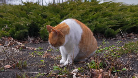 Eine-Katze-Draußen-Im-Garten,-Die-Dinge-Schnüffelt