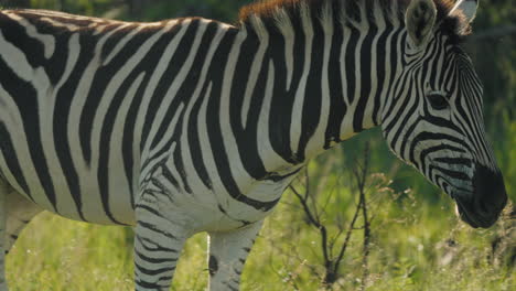 in the tall grasses of the african savannah, a zebra forages peacefully, its striking black-and-white stripes blending seamlessly into the lush landscape.
