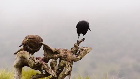 Buteo-Buteo-Sentado-En-El-Tronco-De-Un-árbol-Y-Comiendo-Presas