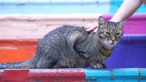 una persona acariciando a un gato tabby gris en una pared colorida