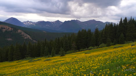 Cinematográfico-Maravillosas-Amarillas-Flores-Silvestres-Alpinas-Boreas-Berthod-Pass-Breckenridge-Colorado-Antena-Tarde-Montañas-Rocosas-Dilema-Monte-Lincoln-14er-Impresionantes-Paisajes-Nublado-Lluvia-Mediodía-Pan-Izquierda-Lentamente