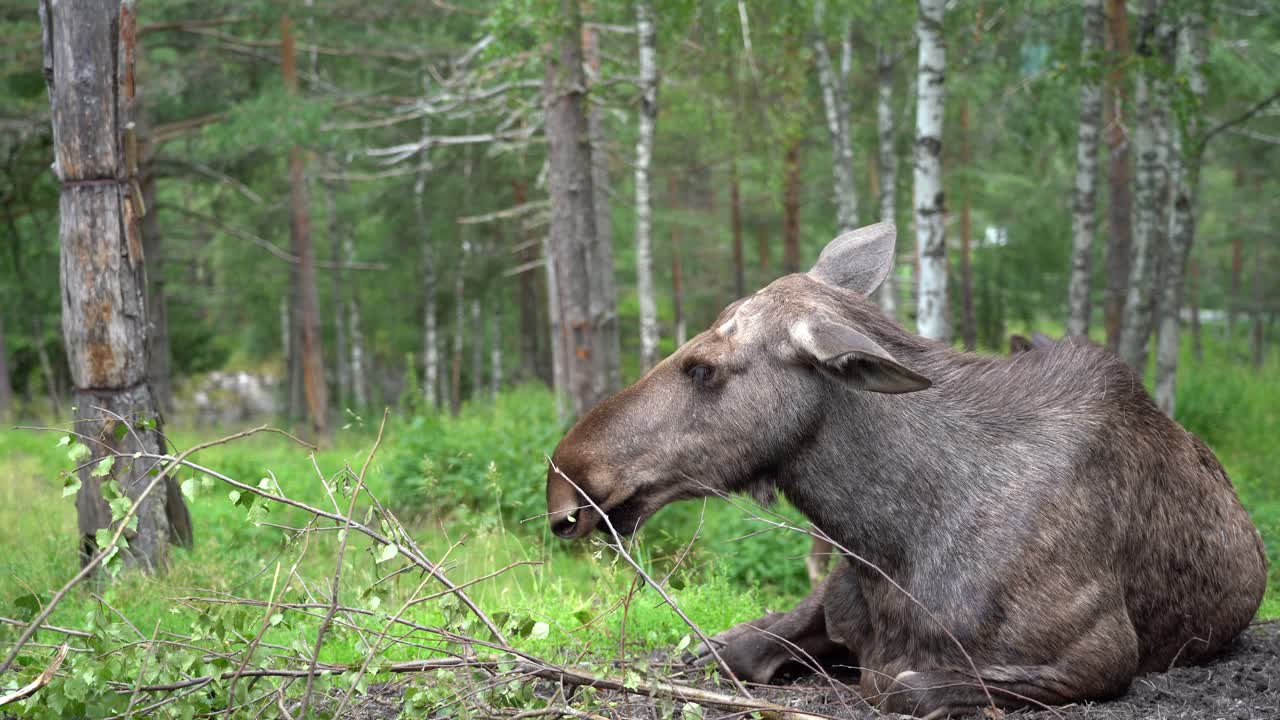Nordic Elk cow laying on ground chewing and relaxing inside forest - Another elk walking behind - Closeup handheld static with shallow focus