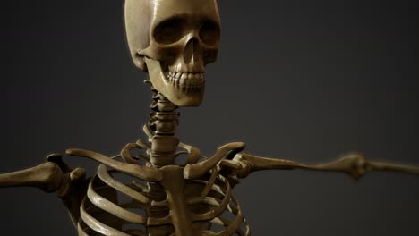 Knochen-Des-Menschlichen-Skeletts