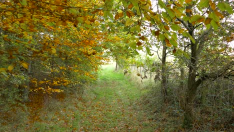 Blick-Auf-Einen-Spaziergang-Durch-Einen-Schmalen-Pfad-Mitten-Im-Wald,-Wo-Die-Vegetation-So-Dicht-Ist,-Dass-Ein-Spaziergang-An-Einem-Hellen-Sonnigen-Morgen-Dazu-Führt,-Dass-Man-Die-Äste-Des-Baumes-Streift