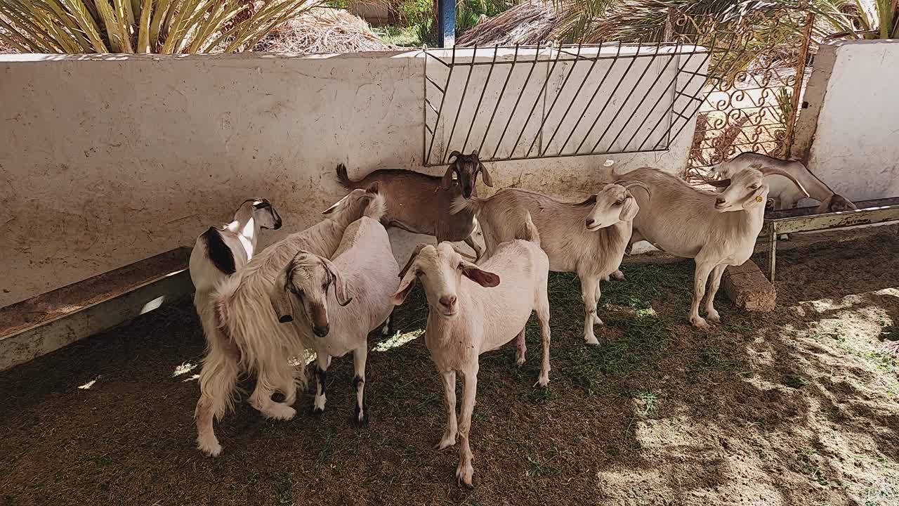 Güneşli bir çiftlikte hareket eden dinamik bir keçi sürüsüyle kırsal yaşamı deneyimleyin. Tarım görsel içerikleri ve hayvancılık tanıtımları için mükemmeldir.