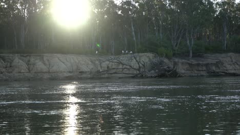 Puesta-De-Sol-En-El-Río-Con-Pájaros-Cacatúas-En-El-árbol-Fauna-Australiana-Interior