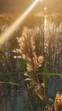 golden sunset over water with reeds